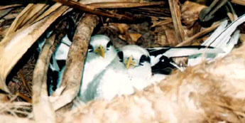 Both parents are on the nest