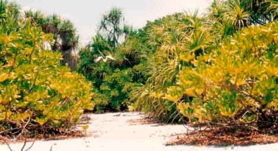 No vegetation patches are used by White-tailed tropicbirds as air strip to take off and land 