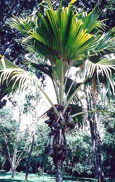Maldive Coconut (Lodoicea maldivica)