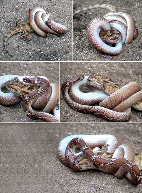 wolfsnake-bloodsucker