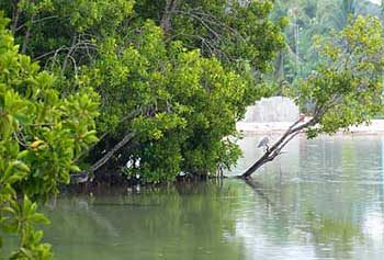 mangroves