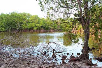mangroves