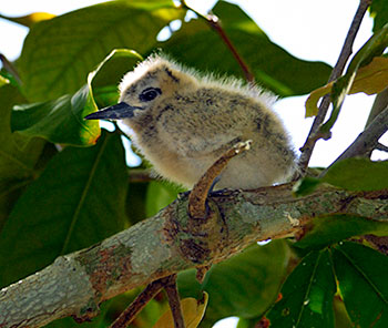 baby white tern